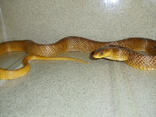 Yellowtail Cribo, Paraguay, second shot