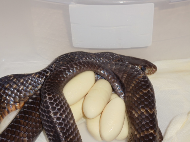 Texas Indigo w 9 infertile eggs 3.02.2011
