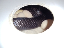 Eastern Indigo Eggs 3.11.2011