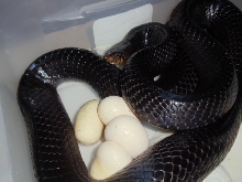 Eastern Indigo Female with Eggs 3.11.2011