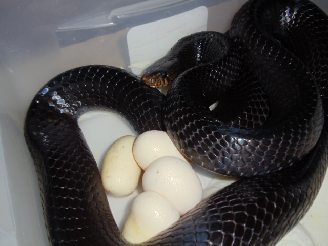 Eastern Indigo Female with Eggs 3.11.2011