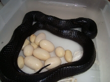 Eastern indigo with eggs