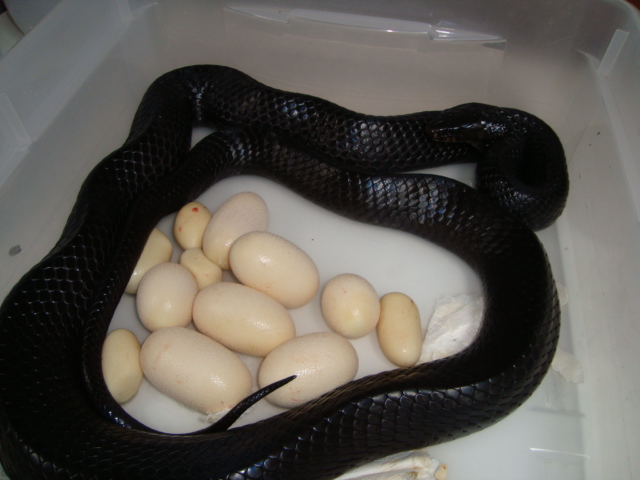 Eastern indigo with eggs