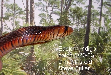 Eastern indigo, 9 months