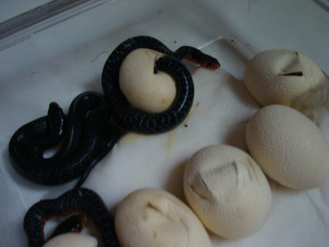 Eastern indigo hatching, Sister Skink's