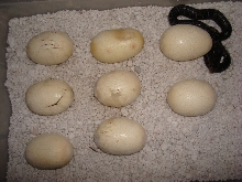 Texas indigo, hatching time