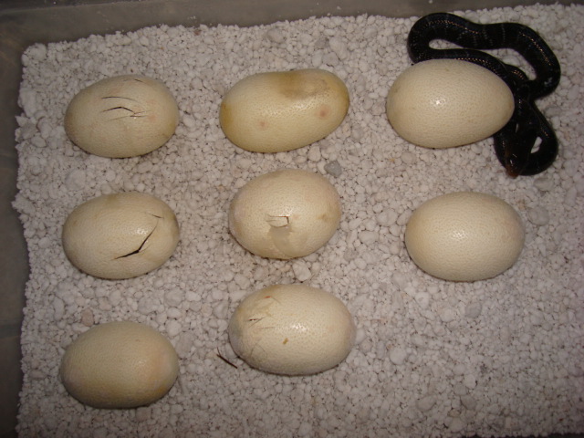 Texas indigo, hatching time