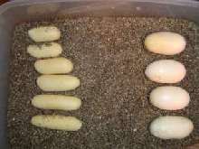 Eggs