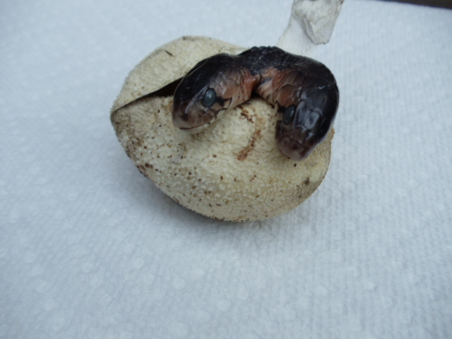 Bifurcated Eastern Indigo