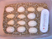Eastern indigo eggs, fertile and infertile