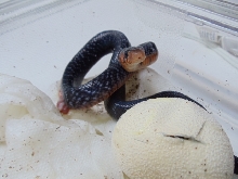 Eastern Indigo Hatchling July 9, 2011