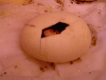 Eastern indigo in egg
