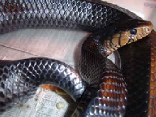 Eastern indigo about to lay