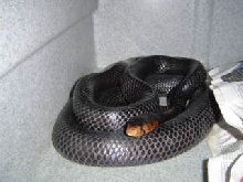 Eastern indigos mating