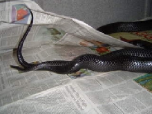 Easterns indigos mating