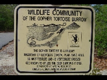 gopher tortoise sign