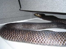 gravid Texas indigo