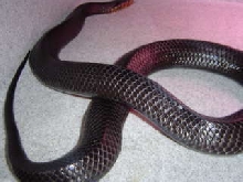 gravid Eastern 3.06