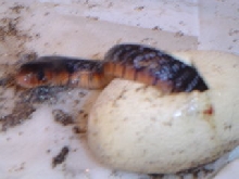 Eastern indigo hatching