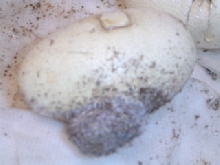 indigo egg leak