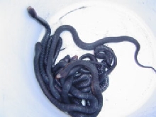 Indigo hatchlings, bucket