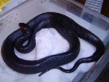 gravid Eastern indigo
