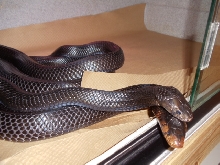 Eastern indigos mating