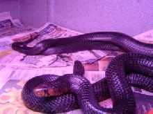 Eastern indigos mating.12.08.07