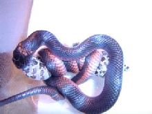 mussurana feeding