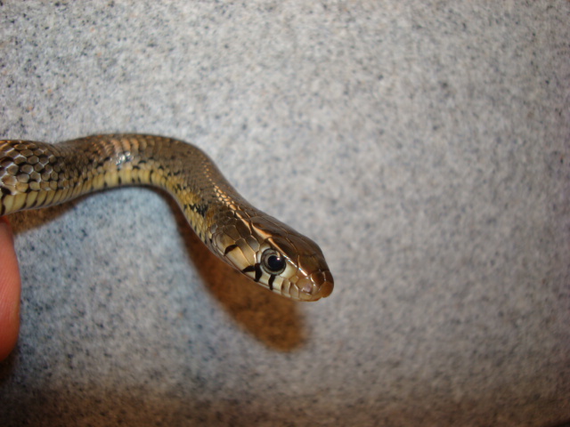 rubidus hatchling