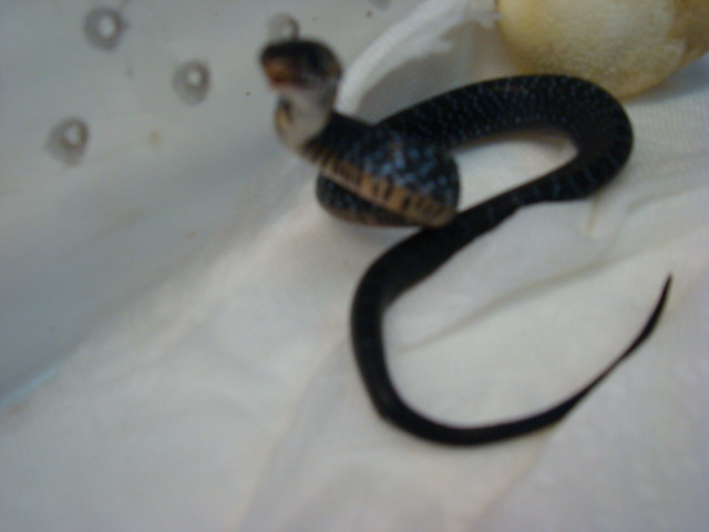 Drymarchon melanurus rubidus  hatchling