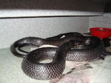 Rubidus mating