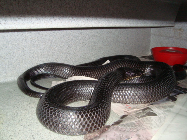 Rubidus mating
