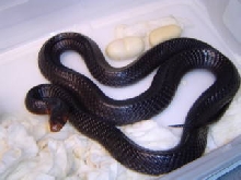 Eastern indigo w last two eggs
