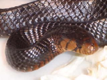Eastern indigo after laying