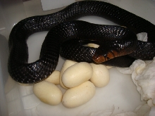 Sister Skink w Eggs 3/10/09