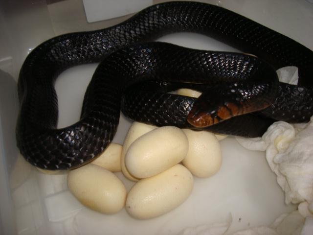 Sister Skink w Eggs 3/10/09