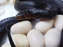Sister Skink with Eggs, March 2012