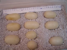 Sister Skink's Eastern indigo eggs