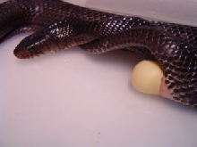 Sue Ellen, Texas indigo and egg