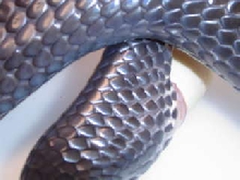 Texas indigo laying, close-up