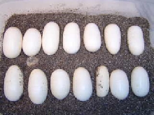 indigo eggs, mixed