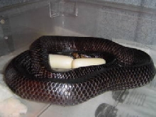 Texas indigo, first two eggs