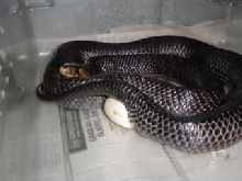 Texas indigo laying