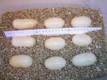 Texas indigo eggs