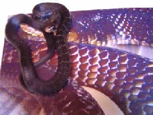 hatchling Texas indigo