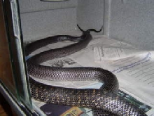 Texas indigos mating