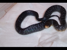 Texas indigo hatchling