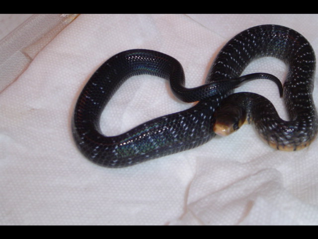 Texas indigo hatchling