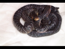Texas and Eastern indigo hatchlings